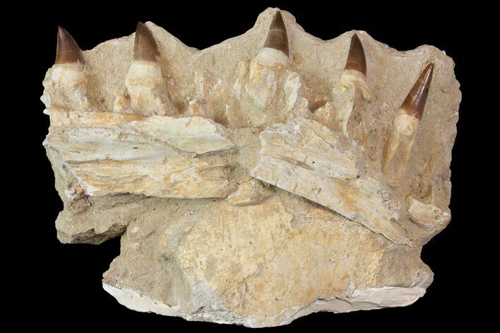 Fossil Mosasaur (Eremiasaurus?) Jaw Section - Morocco #113138